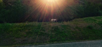 Cap au Nord, des moutons et des rennes :: Oslo - Nordkapp Etape 7